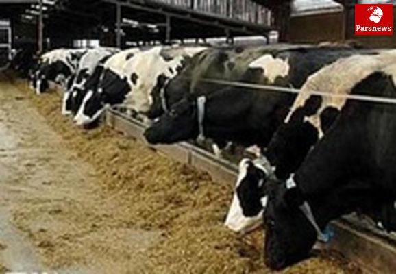 دامداران به جای تولید شیر، دامهای خود را میفروشند