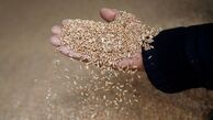 دیپلماسی غذایی اروپا برای رویارویی با کمبود و افزایش بهای مواد غذایی