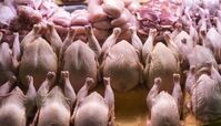 مرغ قطعه‌ بندی شده به عراق و افغانستان صادر می شود