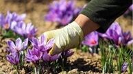 سرخی طلای ایرانی کمرنگ تر از دیروز