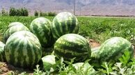 هندوانه یلدا رسید