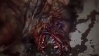 ماجرای کشف موجود عجیب در جاده نوق رفسنجان