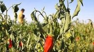 یک تکنیک موثر برای تسکین سوزش زبان 