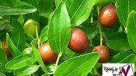 آشنایی با خواص و مضرات عناب