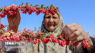 تصویر بامزه پیرزن در مزرعه زرشک