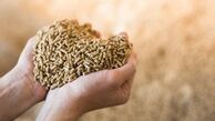 هلدینگ محمدیان تامین کننده خوراک دام و طیور ؛ بره پرواری تا مرغداری صنعتی