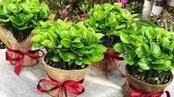 کاشت سبزه هسته نارنج بهترین گزینه برای سبزه هفت سین