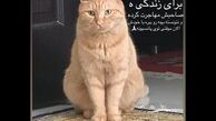 پست عجیب بازیگر سریال دلدار که سر و صدا کرد+عکس