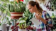 نگهداری از گیاهان آپارتمانی با این راز و رمزها