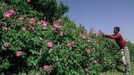 برداشت گل محمدی در مهریز آغاز شد