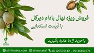 فروش ویژه نهال بادام دیرگل