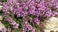 جوش درمانی با آویشن