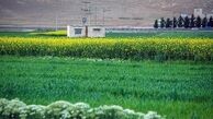 گیاهی که روغن آن را می‌خوریم