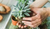 نحوه عوض کردن خاک گلدان | بهترین زمان ؛ بهترین خاک