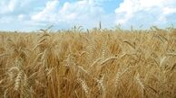  ژاپن واردات گندم کانادا را به حالت تعلیق درآورد