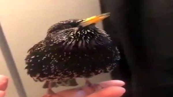 توانایی فوق العاده یک پرنده در تقلید صدا+ فیلم 