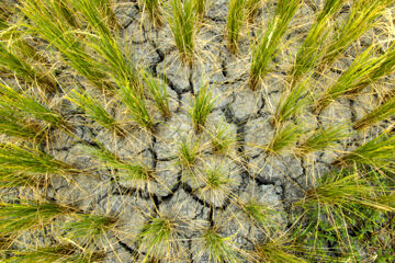 تصاویر تکان دهنده از خشکی شالیزارهای گلستان