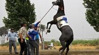 داستانهاي يك اسب قهرمان