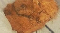 خستگی شهره لرستانی از انسان ها!