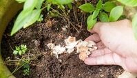 معجزه تخم مرغ برای تقویت گل و گیاه + فرمول ساخت کود