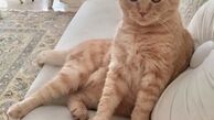 گربه سلطنتی بهنوش طباطبایی + عکس