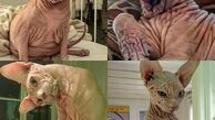 محبوبیت گربه شیطانی در شبکه اجتماعی +عکس 