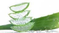 از فواید جالب آلوئه ورا چه میدانید؟