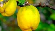 خواص عالی به میوه زیبایی و ضد سرطان