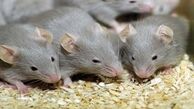 موش‌های آفریقایی برای کشف مین و قاچاق!