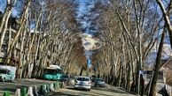 هیچ پروژه‌ای بر درختان خیابان ولیعصر ارجحیت ندارد