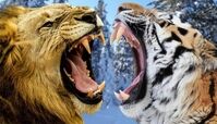 دعوای شدید بین ببر و شیر نر+ فیلم