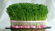 هم‌آورد طلبی «سبزه‌ نوروزی» +عکس