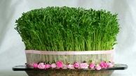 هم‌آورد طلبی «سبزه‌ نوروزی» +عکس