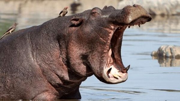 واکنش قلدرانه اسب آبی به شیر قوی+ فیلم