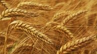گندم ها بر اساس کیفیت قیمت گذاری می شوند