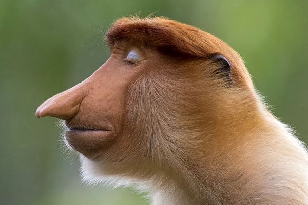 دماغ بدون عمل یک نوع میمون!/ عکس