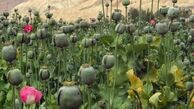 کشت پنهانی خشخاش برای تولید تریاک «خانی»