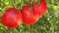 آغاز برداشت انار ترش باغات ساوه