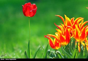 13940130132001385129724