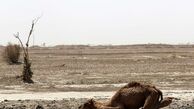 خشک شدن جازموریان در جنوب کرمان؛ و شاید خوزستانی دیگر