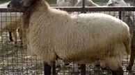 دام زنده 15 درصد ارزان شد