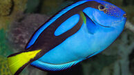 شیوه دفاعی یک ماهی +تصاویر