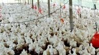 سن کشتار مرغ، زمینه ساز حضور بیشتر مرغداران در بازارهای جهانی شد