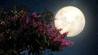  شب رفتنی است