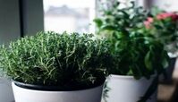 مصرف آویشن برای برخی افراد ممنوع است