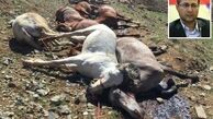 مذاکره سازمان محیط زیست برای توقف کشتار اسبهای باربر با ناجا