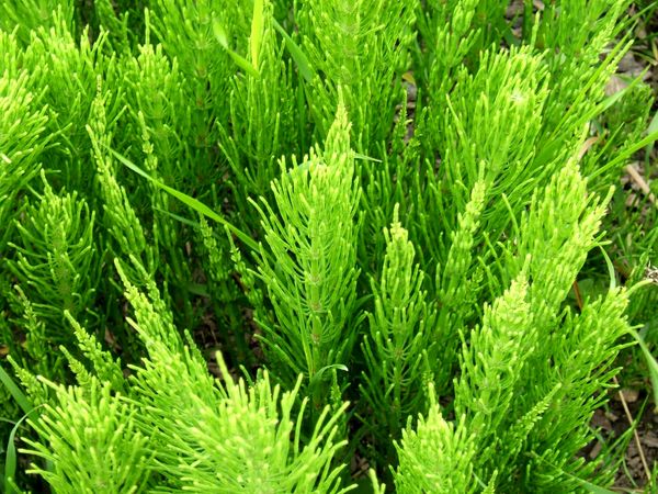 بهترین داروی گیاهی برای ریزش مو