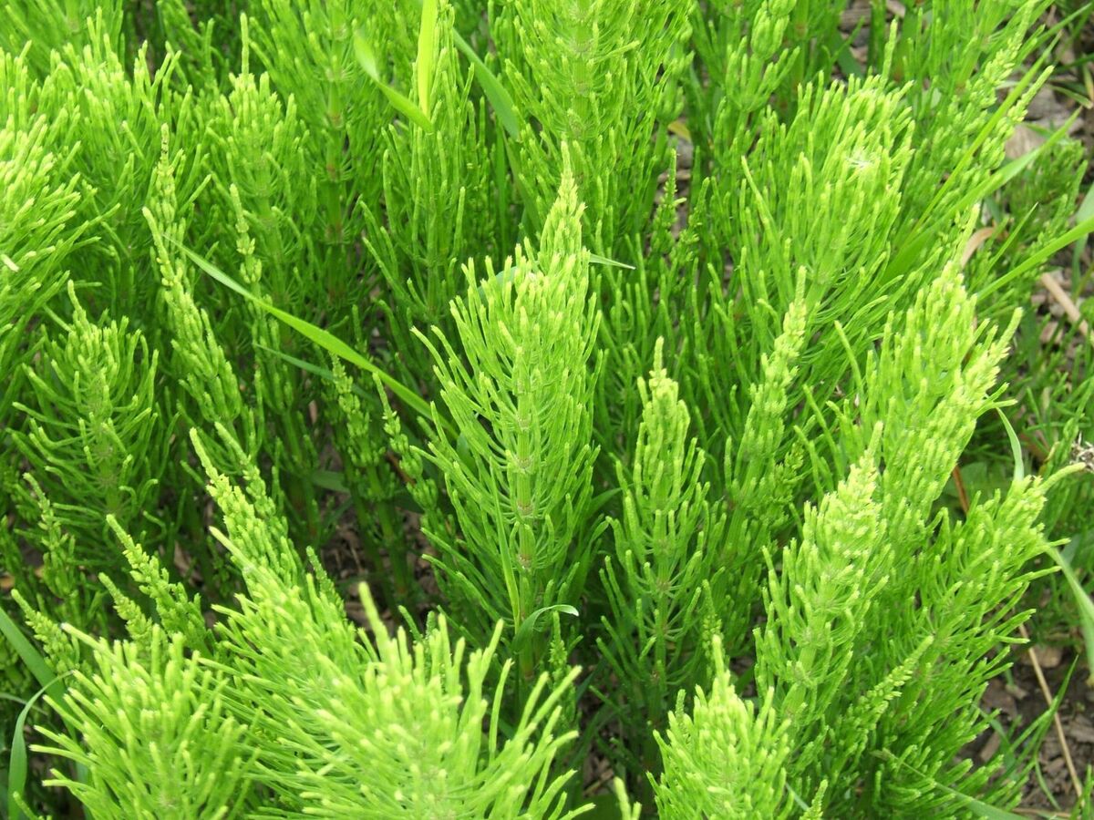 بهترین داروی گیاهی برای ریزش مو