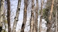 جریمه 3 میلیاردی برای خشک کردن درختان در نیاوران