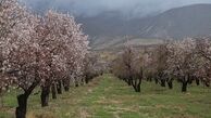 شکوفه های بهاری درخت بادام